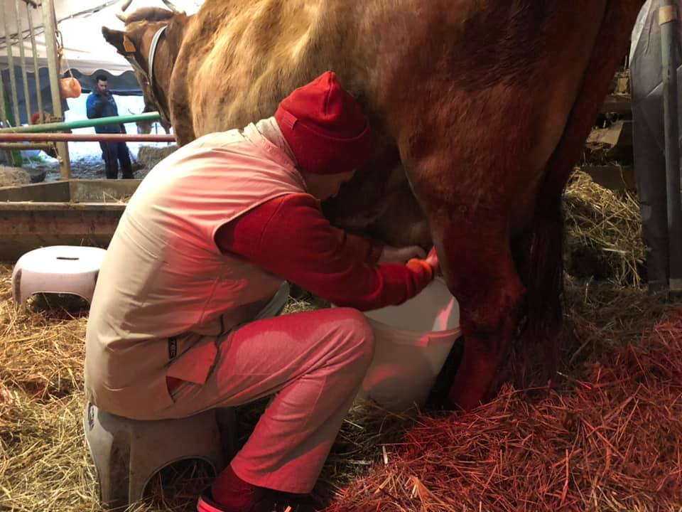 Dr Kenneth R Valpey learns how to milk a cow