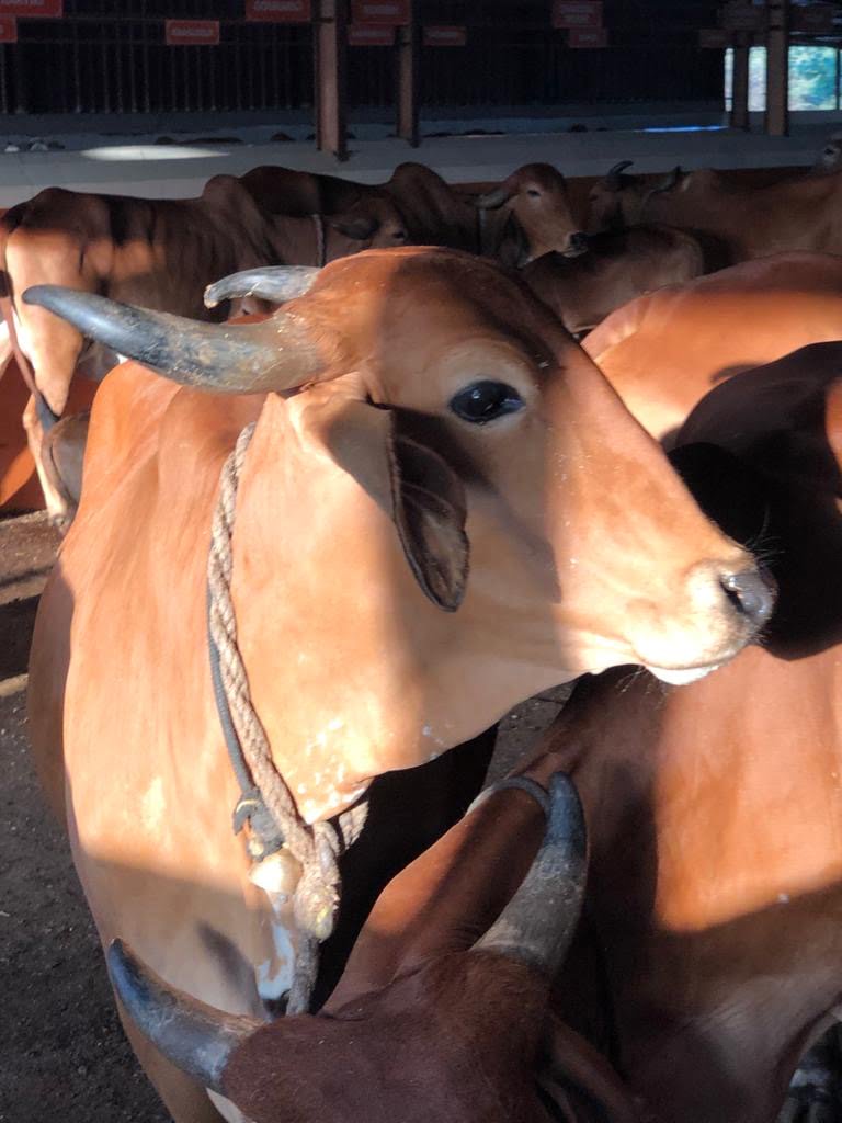 A Gir cow at Nilachal Vedic Village - Dr. Kenneth R. Valpey 