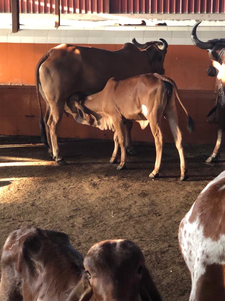 A Gir calf drinking milk at Nilachal Vedic Village - Dr. Kenneth R. Valpey