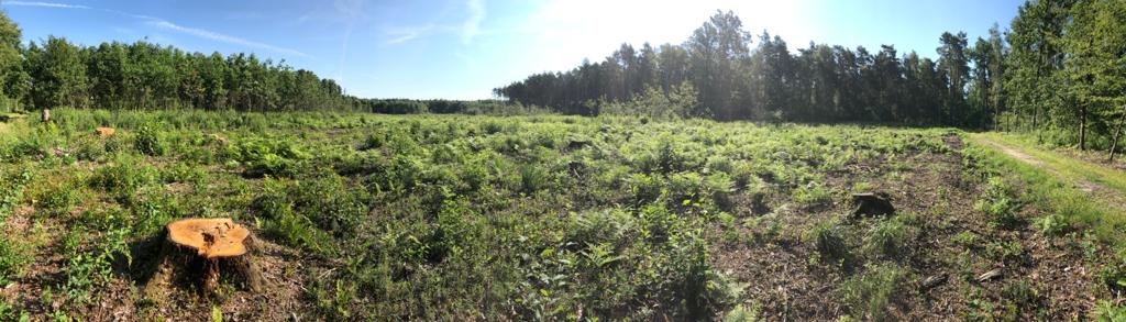 A cemetery of silent tree stumps - a panorama of the recent lumbering area