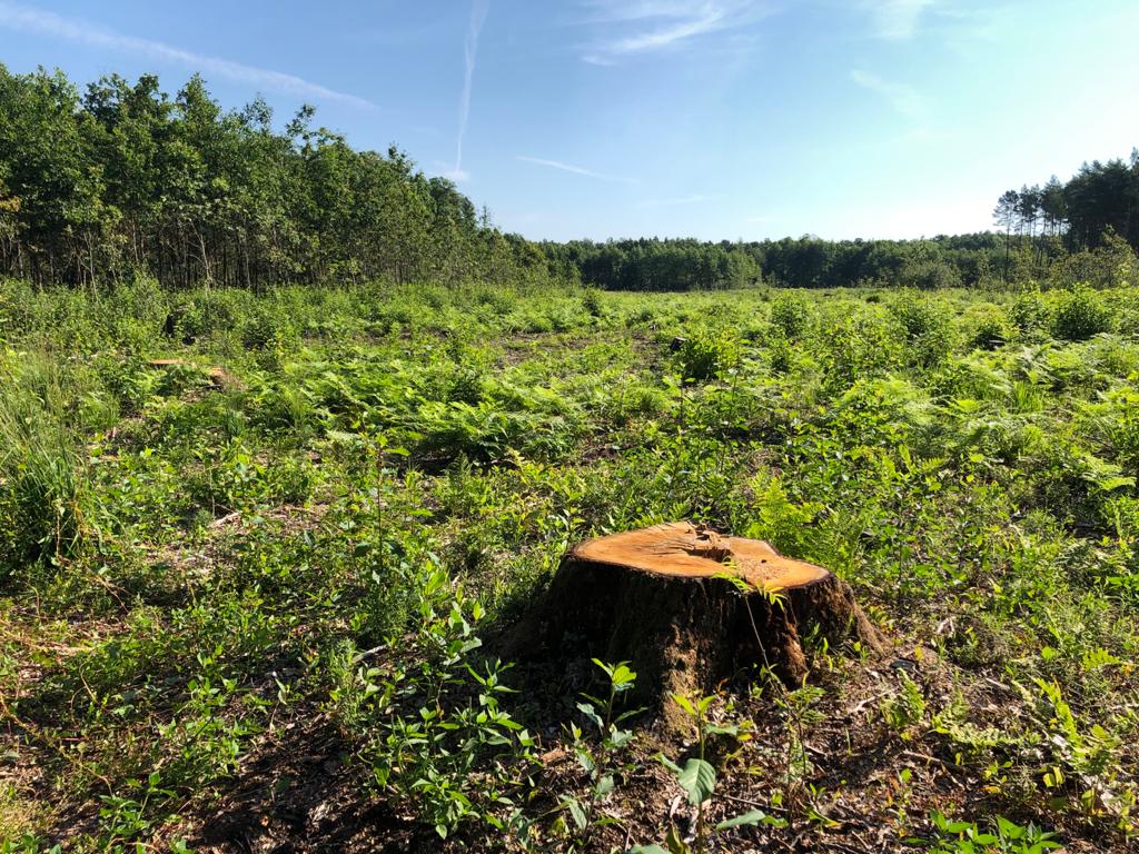 A cemetery of silent tree stumps - a closeup to a tree stump